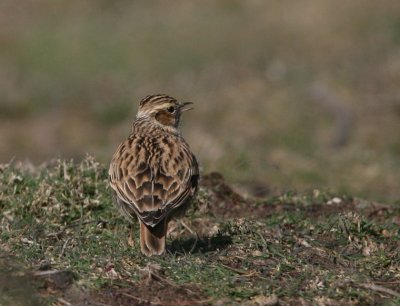 Woodlark.