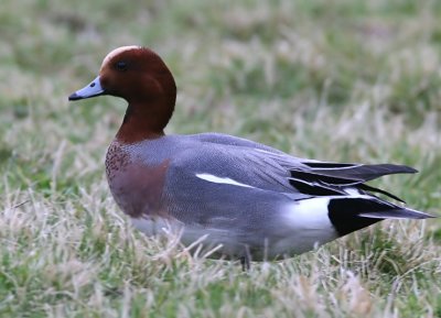 Widgeon.