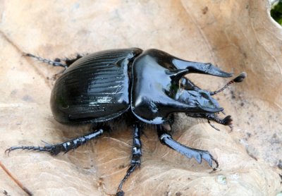 Minotaur beetle.(Typhaeus typhoeus )
