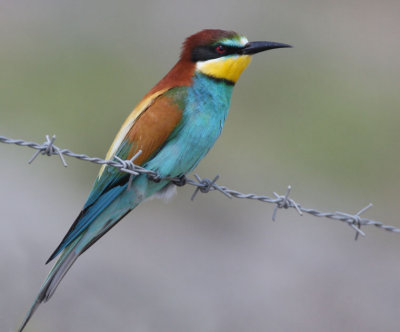 Common Bee-eater1.jpg