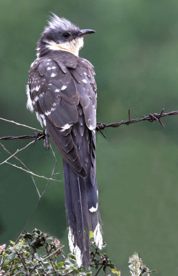 Great-spotted Cuckoo.