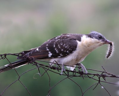 Great-spotted Cuckoo