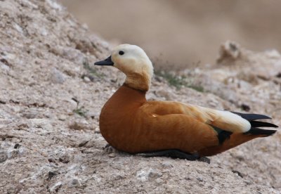 Ruddy Shelduck.jpg