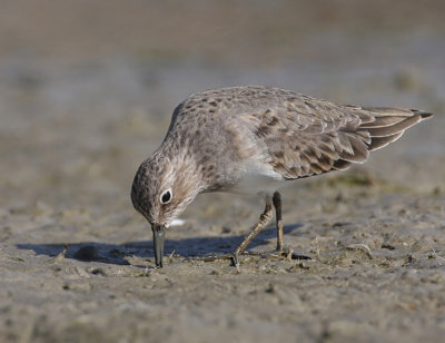 Temmincks Stint.