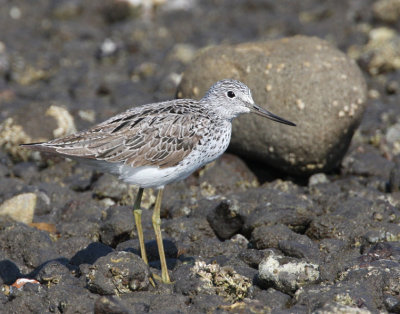 Greenshank.