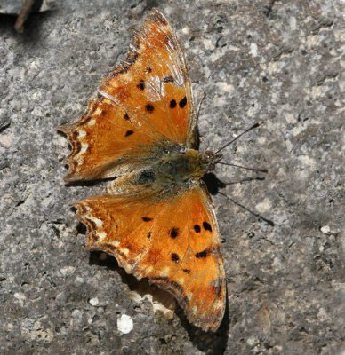 Southern Comma.