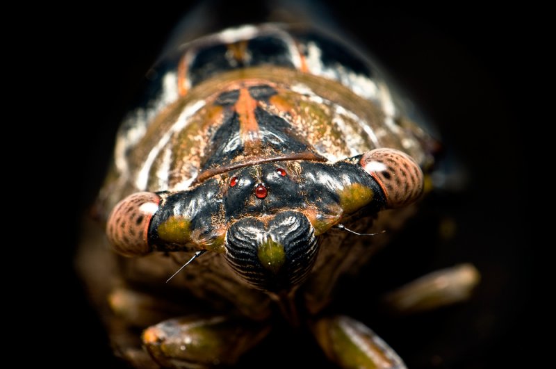 090904-195 Cicada     full frame