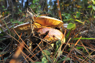 081111 mushrooms 026.jpg