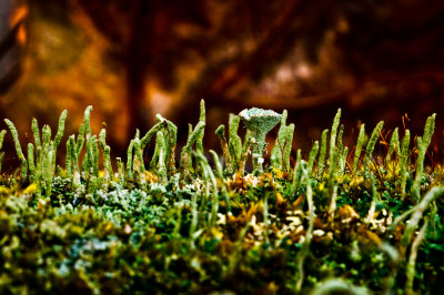 081207-moss-  A Forest  8MM tall