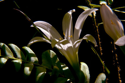 090422-065 -Zephyranthes Atamasca, Rain Lily