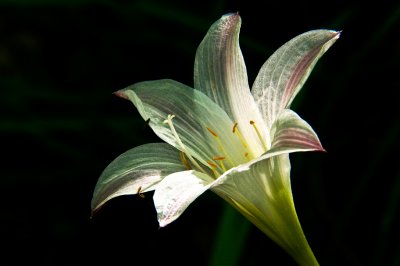 090422-076.jpg Zephyranthes Atamasca,