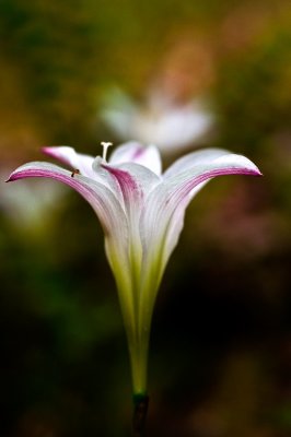 090423-060-sharp.jpg  rain Lily