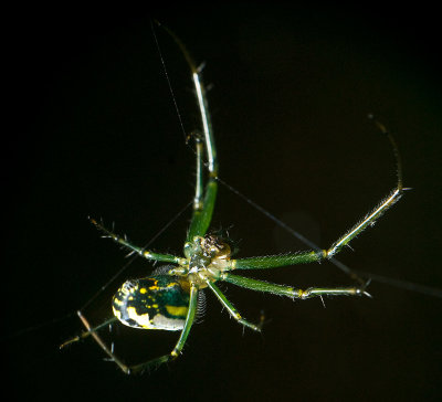 090517-103   Little  16 MM spider,  cropped from 100%