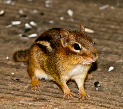 Raw00194-large . Chipmunk,   a distant cousin.   A ground squirrel