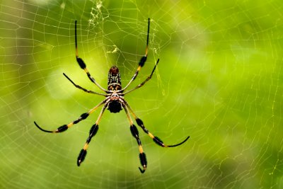 090826-116-2. Golden Silk Orb Weaver, Nephila clavipes