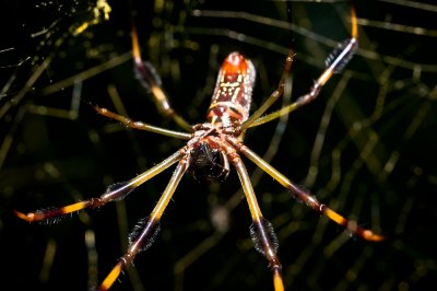 090826-131.   Golden Silk Orb Weaver,  Nephila clavipes