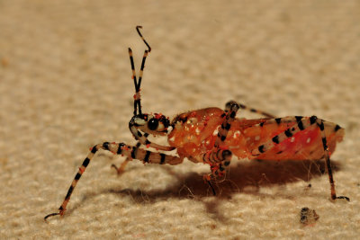 090911-042.  16 MM  Pselliopus genus, Assassin Bug