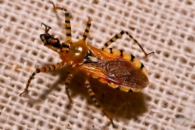 090911-032.  Pselliopus genus, Assassin Bug