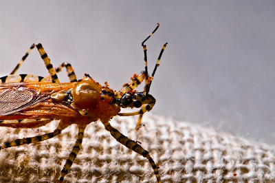 090911-  Full Frame  16MM Pselliopus genus, Assassin Bug
