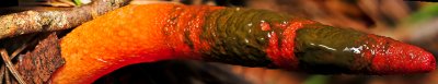 091008- Stink Horn  80 MM,  Pano micro, W/60 MM + 36 MM tubes