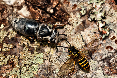 101016-070. New hatched Wasp and Yellow jacket.