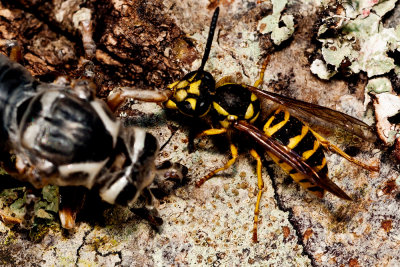 101016-073.  Hungry Yellow Jacket eating new bald faced wasp