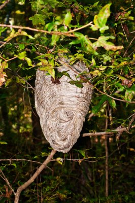 101007-012.  Bald Faced Hornets nest.
