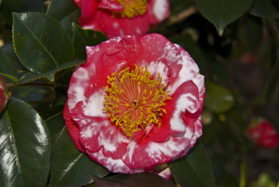 Camellia,   First Flower of 08