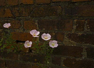 Flowers From Bricks