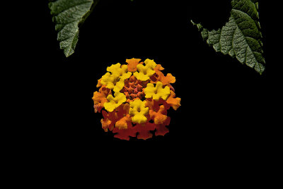 Lantana- 200/400 F4 / TC 1.4 with 32 mm Tubes --- 560mm