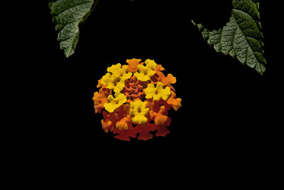 Lantana-  200/400 F4 / TC 1.4 with 32 mm Tubes --- 560mm