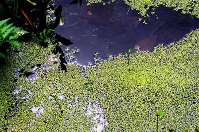 Botanic Garden of Hokkaido University