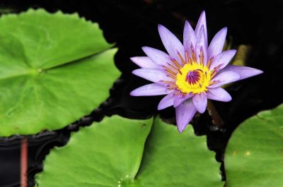 Botanic Garden of Hokkaido University
