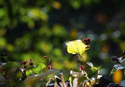 Botanic Garden of Hokkaido University