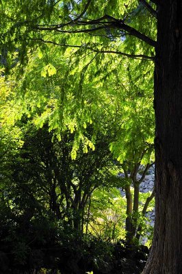 Botanic Garden of Hokkaido University