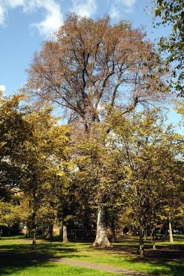 Hokkaido University