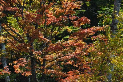 Torinuma Park