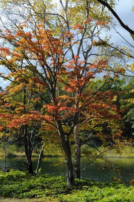 Torinuma Park