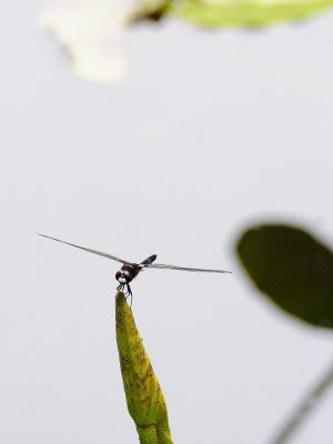 DSC_5996.jpg