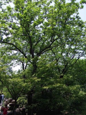 Humble Administrator's Garden