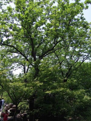 Humble Administrator's Garden