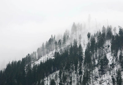 Clouds drifting through the trees.