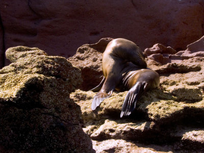  Sea Lions Resting on Rocks