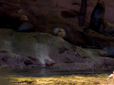 Sea Lion Bull Sleeping
