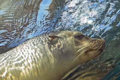 Female Sealion by Brant