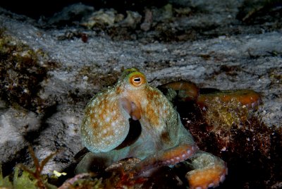 Night Octopus by Brant