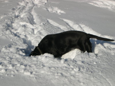 Head in the snow looking for the Kong