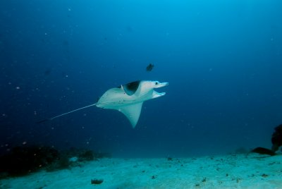 German Channel Manta Rays