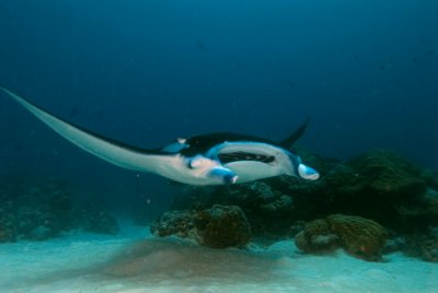 Mantas
