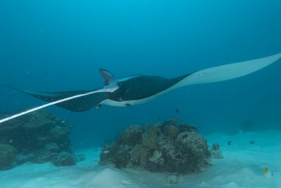 Manta